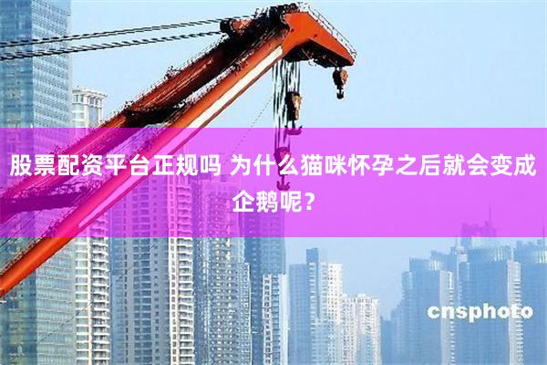 股票配资平台正规吗 为什么猫咪怀孕之后就会变成企鹅呢？