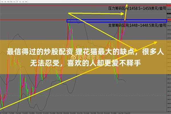 最信得过的炒股配资 狸花猫最大的缺点，很多人无法忍受，喜欢的人却更爱不释手