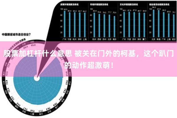 股票加杠杆什么意思 被关在门外的柯基，这个趴门的动作超激萌！