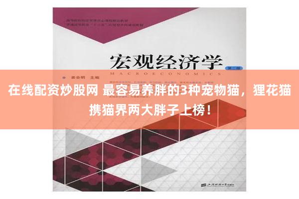 在线配资炒股网 最容易养胖的3种宠物猫，狸花猫携猫界两大胖子上榜！