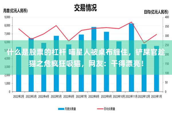 什么是股票的杠杆 喵星人被桌布缠住，铲屎官趁猫之危疯狂吸猫，网友：干得漂亮！