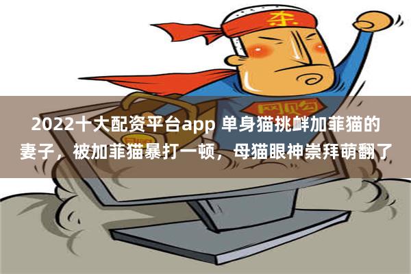 2022十大配资平台app 单身猫挑衅加菲猫的妻子，被加菲猫暴打一顿，母猫眼神崇拜萌翻了