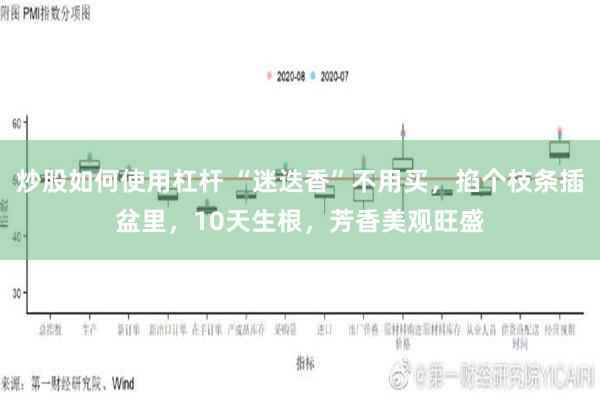 炒股如何使用杠杆 “迷迭香”不用买，掐个枝条插盆里，10天生根，芳香美观旺盛