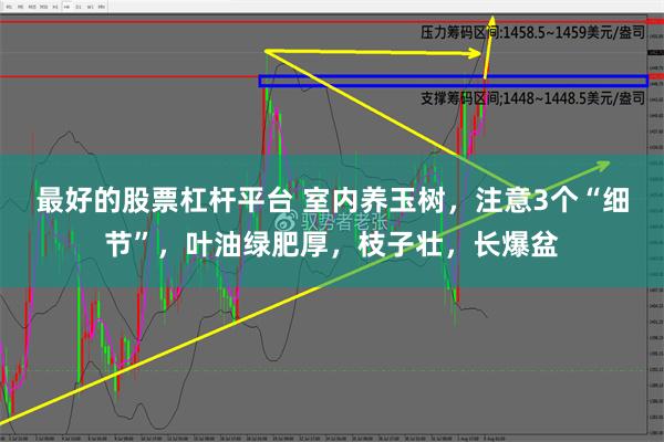 最好的股票杠杆平台 室内养玉树，注意3个“细节”，叶油绿肥厚，枝子壮，长爆盆